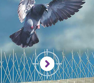 PEST CONTROL BIRD PROOFING