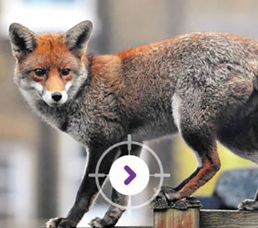 PEST CONTROL FOX TRAPPING & DISPOSAL