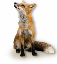 Are you having problems with Rodents, Birds, Foxes or Insects? Are you having problems with Rodents, Birds, Foxes or Insects?