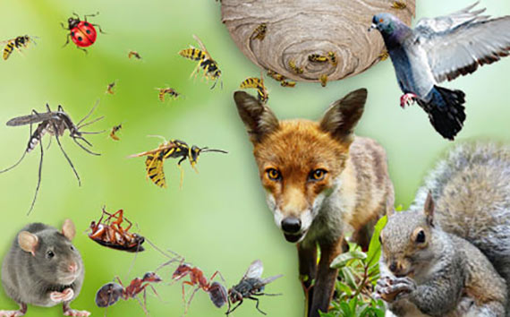 PEST CONTROL PEST PROOFING SERVICE PEST CONTROL PEST PROOFING SERVICE